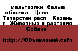 мальтезики. белые облачка › Цена ­ 30 000 - Татарстан респ., Казань г. Животные и растения » Собаки   